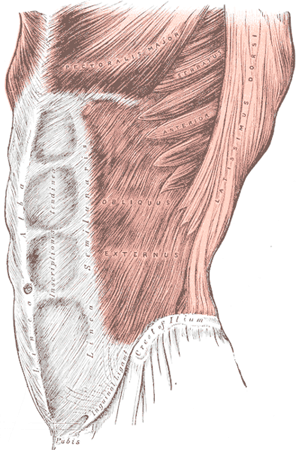Core Body Muscles